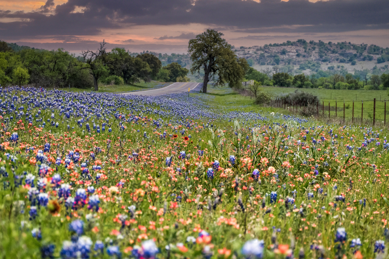 Panoramic Image of Flower Mound, TX